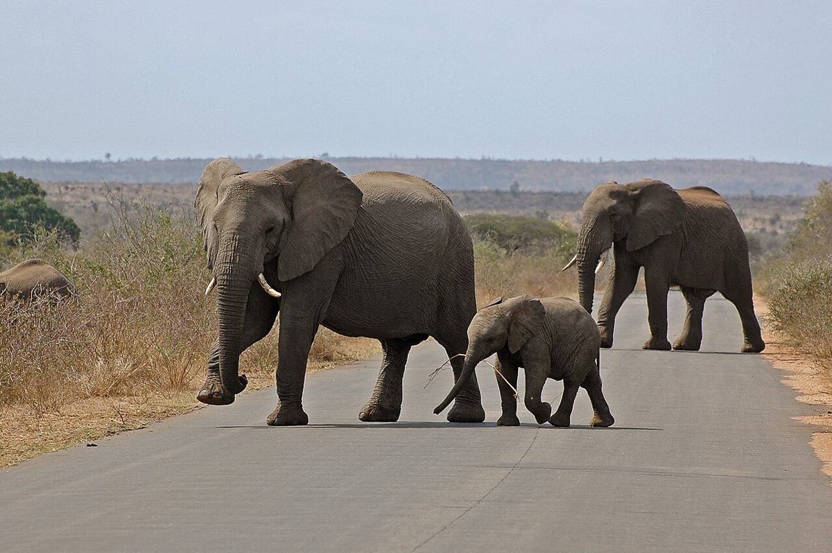 Travel photograph for Kruger National Park, South Africa